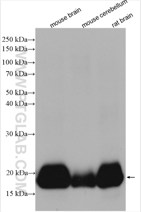 WB analysis using 13919-1-AP