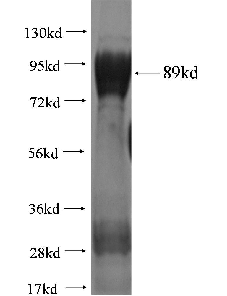 VSP13a fusion protein Ag0749 SDS-PAGE