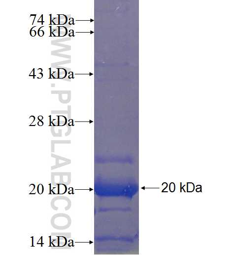 VSX2 fusion protein Ag23076 SDS-PAGE