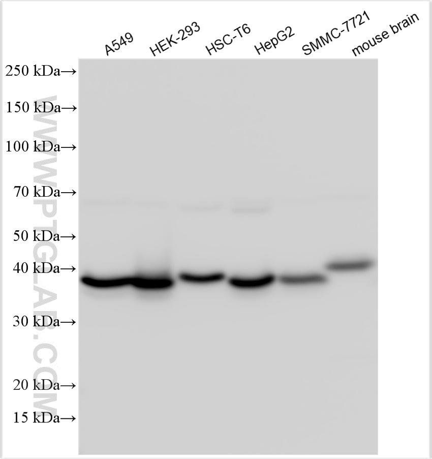 WB analysis using 15786-1-AP