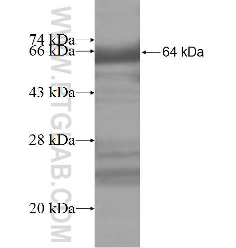 VTA1 fusion protein Ag8485 SDS-PAGE