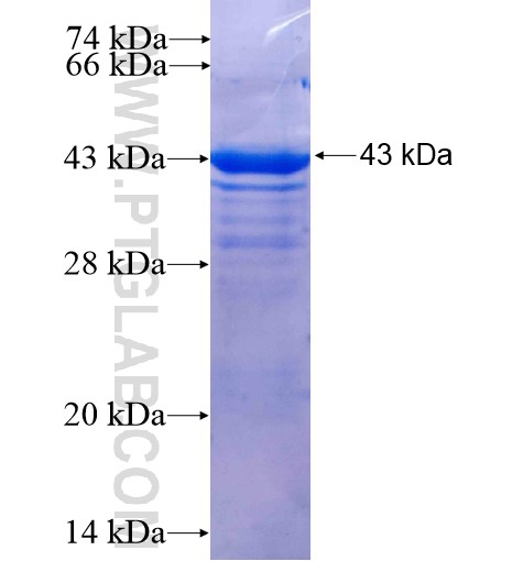 VTA1 fusion protein Ag8800 SDS-PAGE