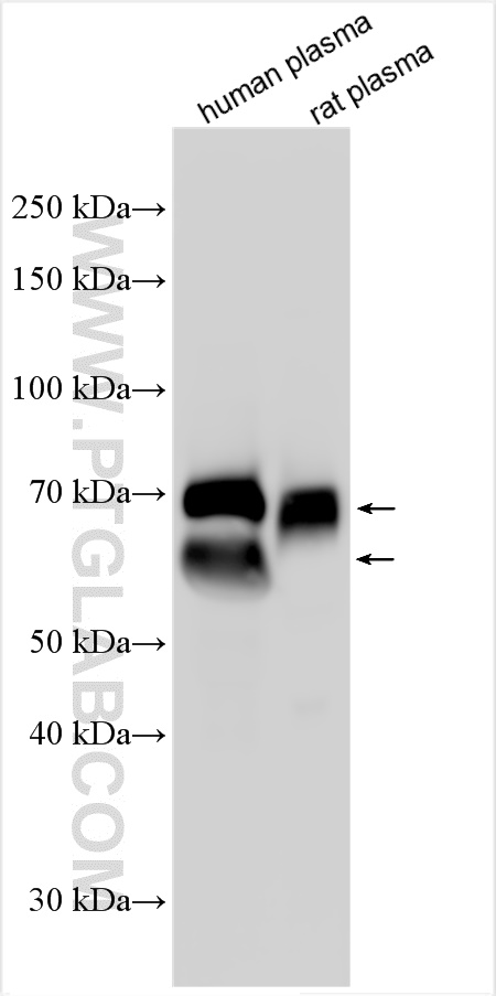 WB analysis using 15833-1-AP