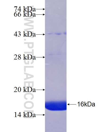 VWC2 fusion protein Ag24679 SDS-PAGE