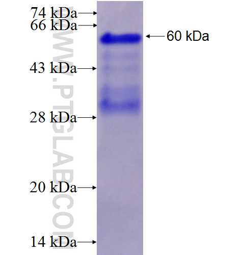 VWCE fusion protein Ag27575 SDS-PAGE