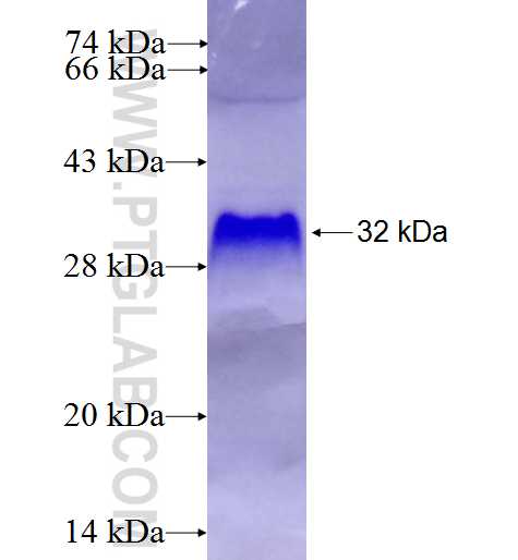 VWCE fusion protein Ag27586 SDS-PAGE