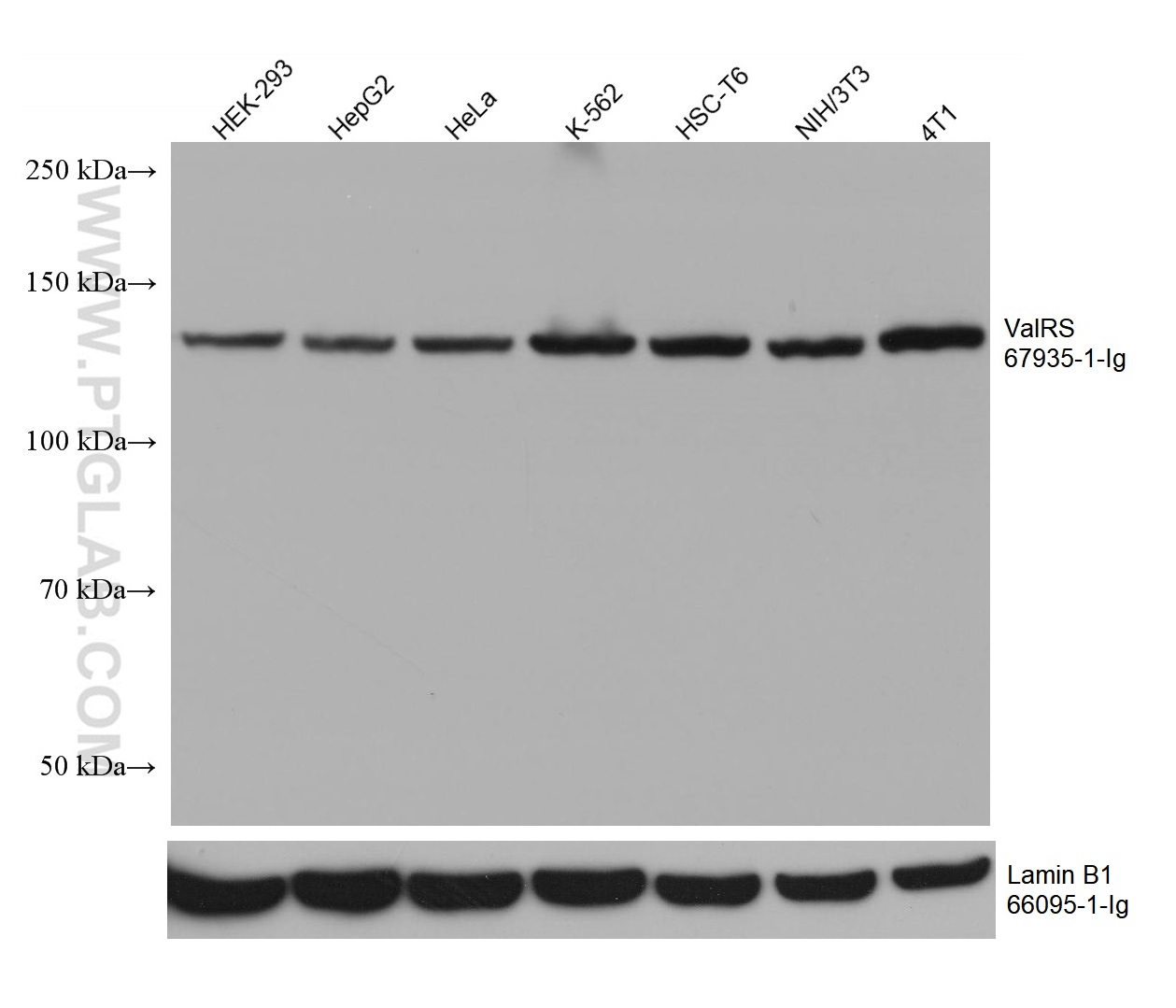 WB analysis using 67935-1-Ig (same clone as 67935-1-PBS)