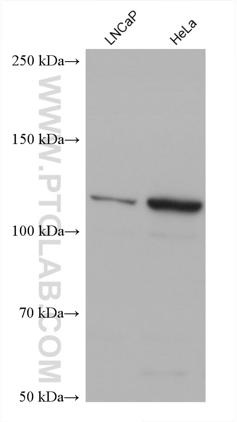 WB analysis using 66305-2-Ig