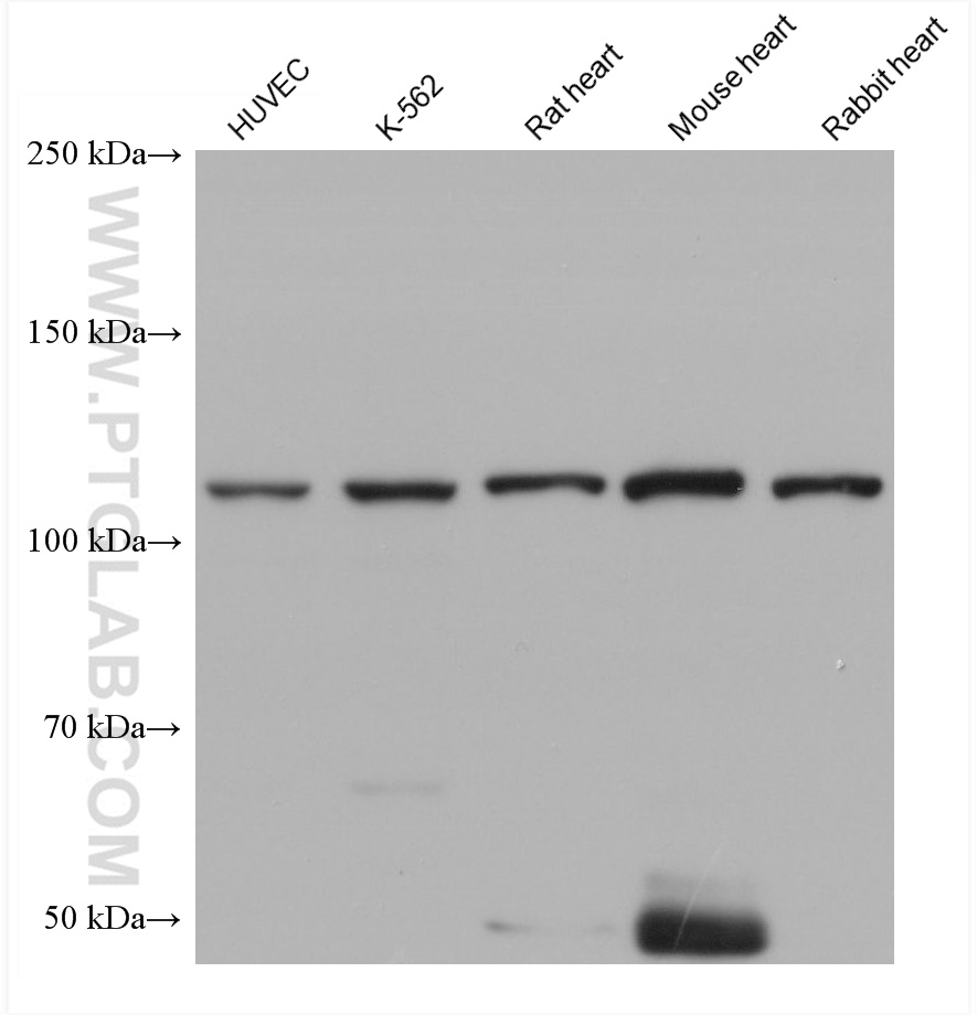 WB analysis using 66305-2-Ig