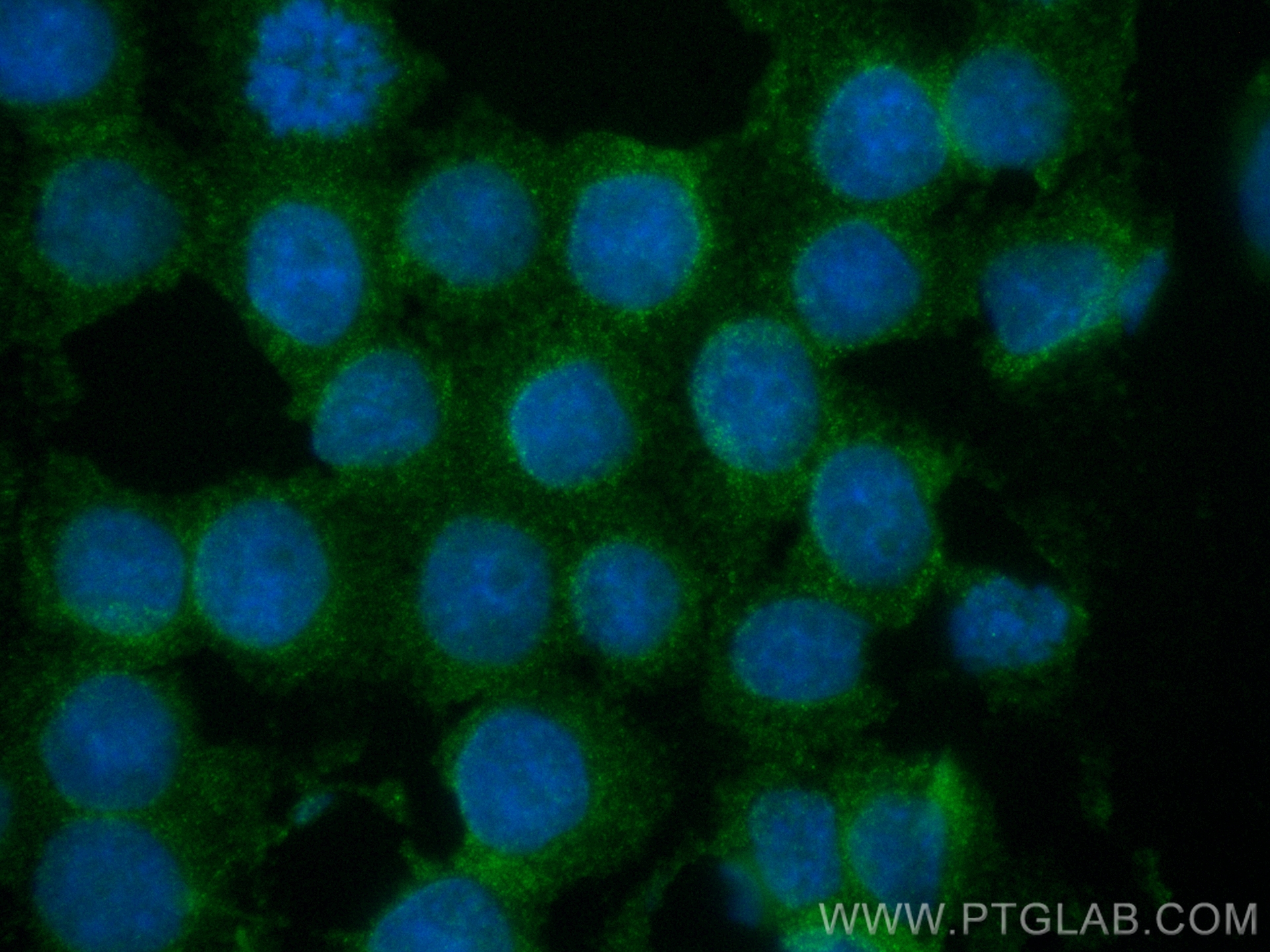 IF Staining of U-937 using CL488-66175