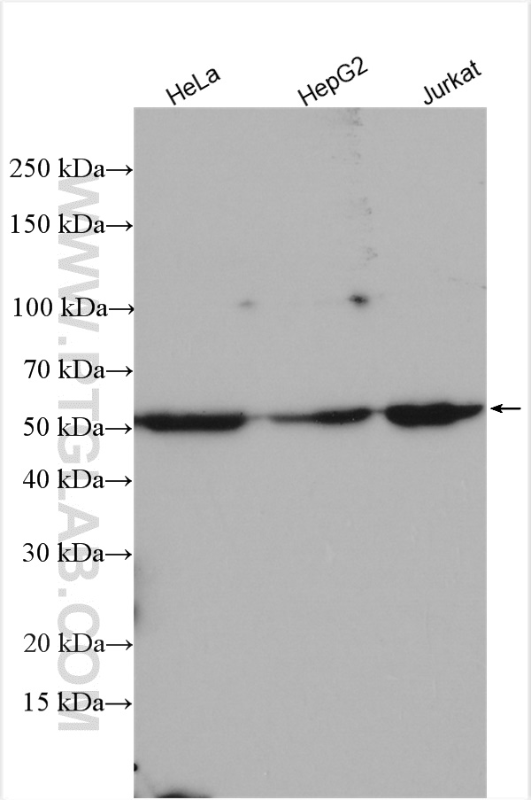 WB analysis using 16081-1-AP