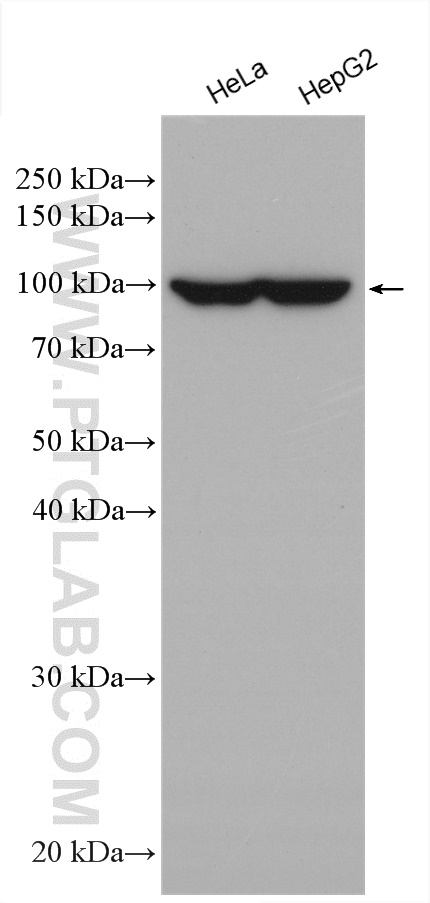 Various cell lysates were subjected to SDS PAGE followed by western blot with anti-MARS antibody (67739-1-Ig) labeled with FlexAble HRP Antibody Labeling Kit for Mouse IgG2a (KFA045).
