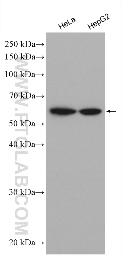 Various cell lysates were subjected to SDS PAGE followed by western blot with anti-Importin Alpha 5 antibody (67897-1-Ig) labeled with FlexAble HRP Antibody Labeling Kit for Mouse IgG2a (KFA045).