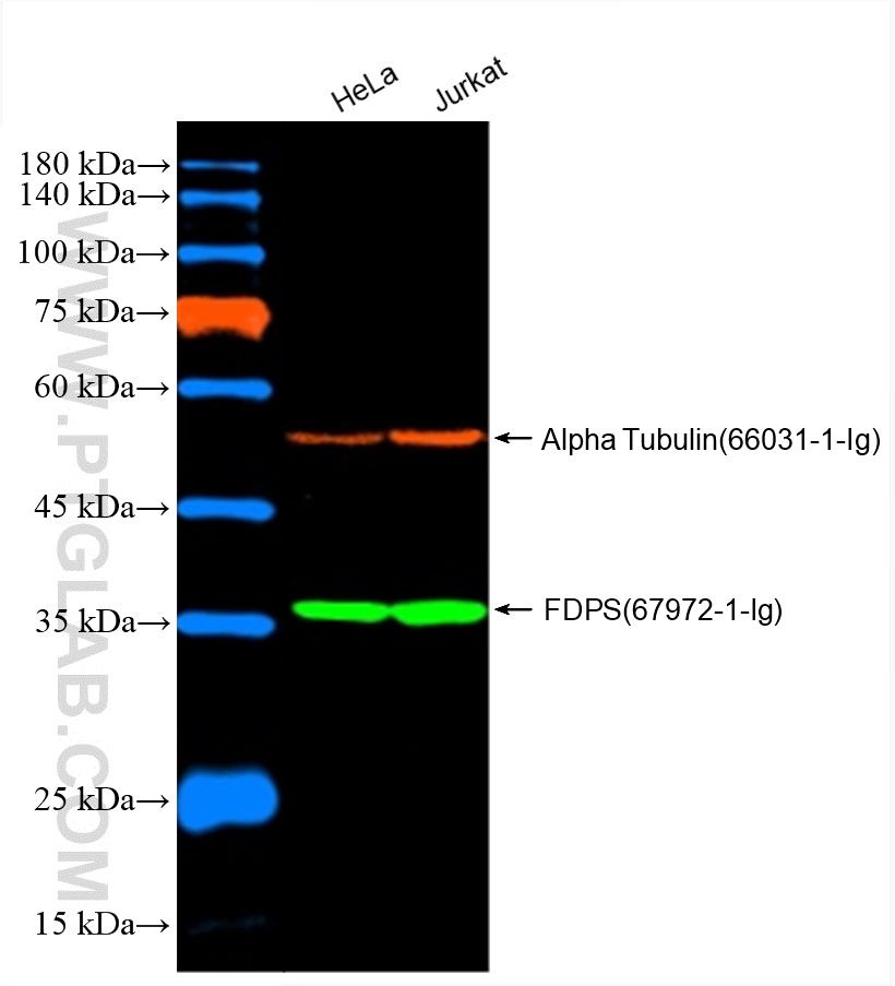 Western Blot of HeLa and Jurkat cell lysates were detected with anti-Alpha Tubulin antibody (66031-1-Ig) labeled with FlexAble CoraLite Plus 555 (KFA062) and anti-FDPS antibody (67972-1-Ig) labeled with FlexAble CoraLite Plus 750 (KFA064).