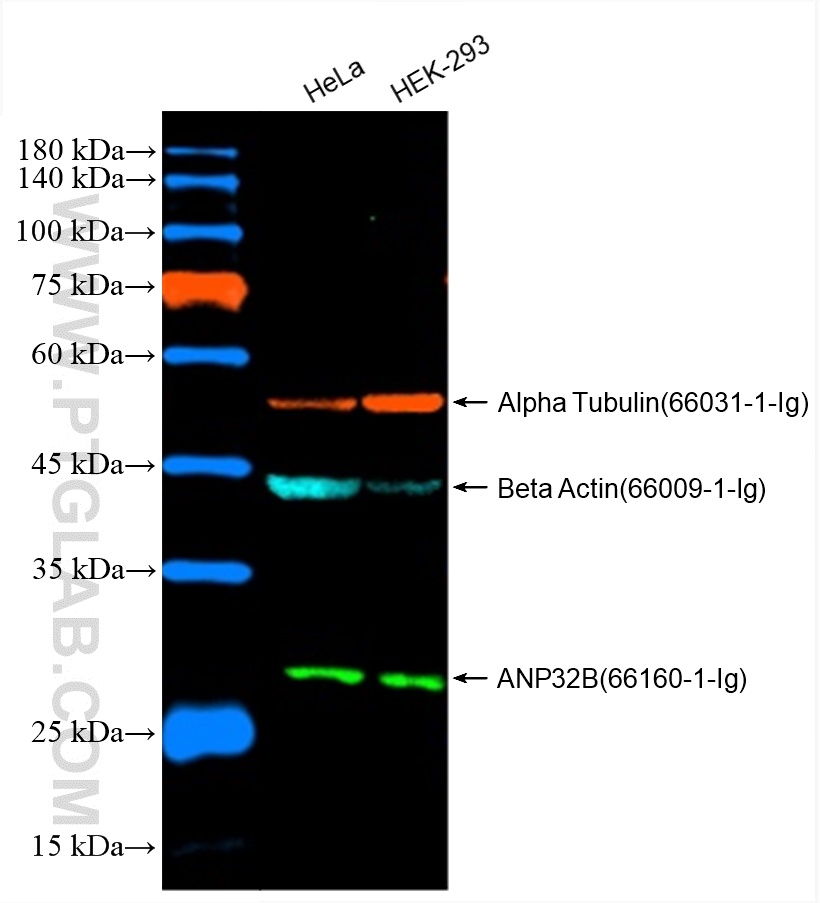 Western Blot of HeLa and HEK-293 cell lysates were detected with anti-Beta Actin antibody (66009-1-Ig) labeled with FlexAble CoraLite Plus 488 (KFA061), anti-Alpha Tubulin antibody (66031-1-Ig) labeled with FlexAble CoraLite Plus 555 (KFA062), and anti-ANP32B antibody (66160-1-Ig) labeled with FlexAble CoraLite Plus 750 (KFA064).