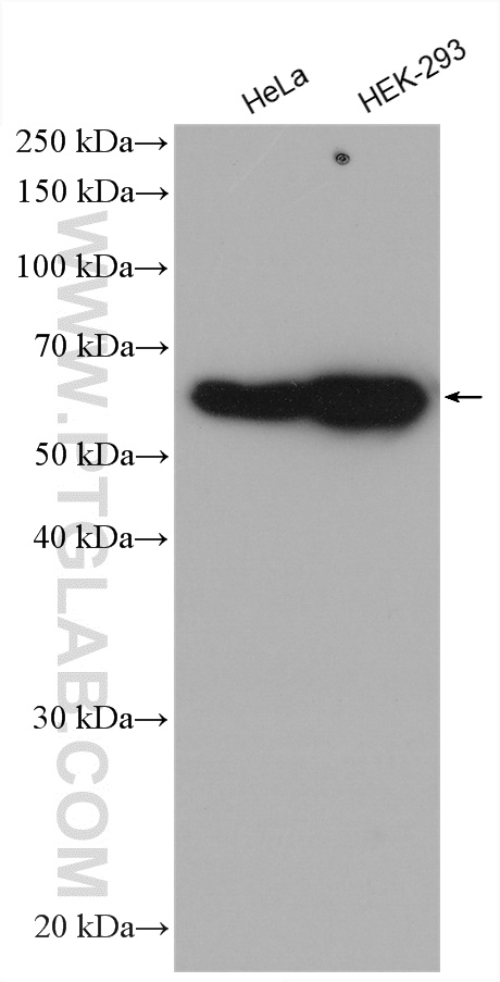 Various cell lysates were subjected to SDS PAGE followed by western blot with anti-c-SRC antibody (60315-1-Ig) labeled with FlexAble HRP Antibody Labeling Kit for Mouse IgG2b (KFA065).