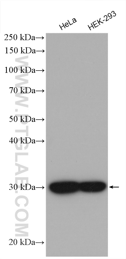 Various cell lysates were subjected to SDS PAGE followed by western blot with anti-ANP32B antibody (66160-1-Ig) labeled with FlexAble HRP Antibody Labeling Kit for Mouse IgG2b (KFA065).