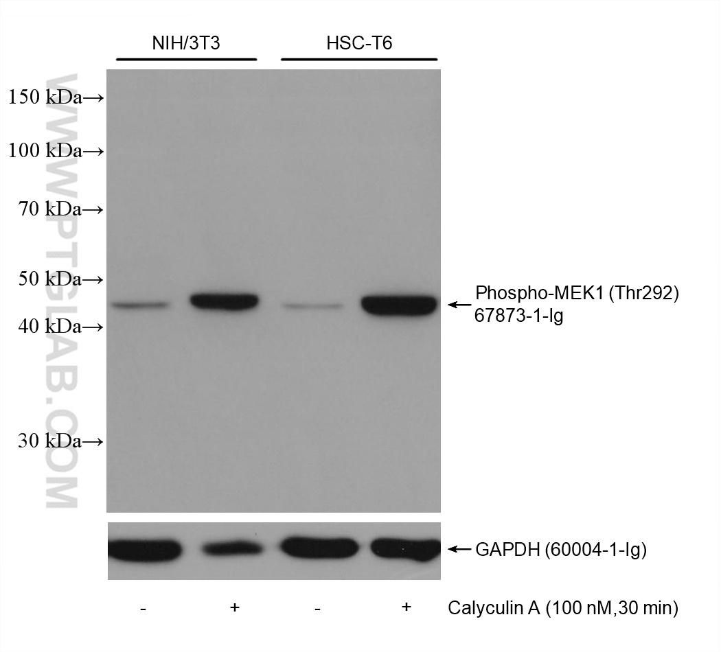 Non-treated cells and Calyculin A treated cells were subjected to SDS PAGE followed by western blot with 67873-1-Ig (Phospho-MEK1 (Thr292) antibody) at dilution of 1:5000 incubated at room temperature for 1.5 hours. The membrane was stripped and re-blotted with GAPDH antibody as loading control.