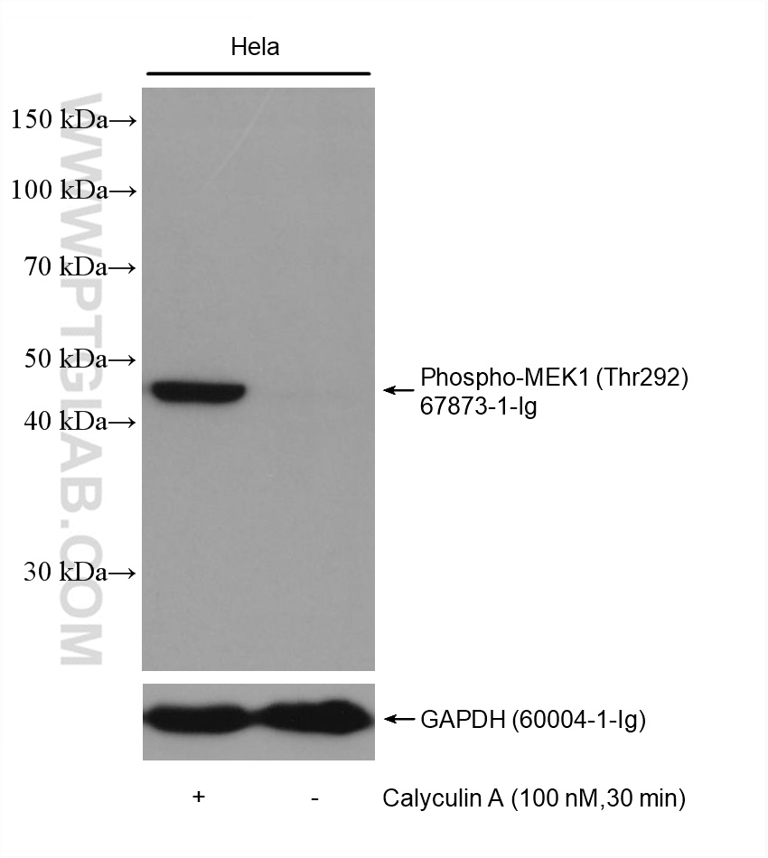 Non-treated HeLa and Calyculin A treated HeLa cells were subjected to SDS PAGE followed by western blot with 67873-1-Ig (Phospho-MEK1 (Thr292) antibody) at dilution of 1:5000 incubated at room temperature for 1.5 hours. The membrane was stripped and re-blotted with GAPDH antibody as loading control.
