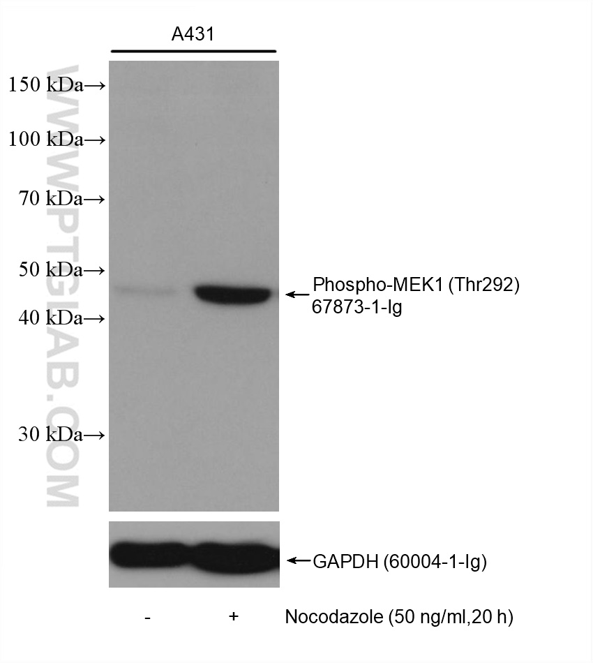 Non-treated A431 and Nocodazole treated A431 cells were subjected to SDS PAGE followed by western blot with 67873-1-Ig (Phospho-MEK1 (Thr292) antibody) at dilution of 1:5000 incubated at room temperature for 1.5 hours. The membrane was stripped and re-blotted with GAPDH antibody as loading control.
