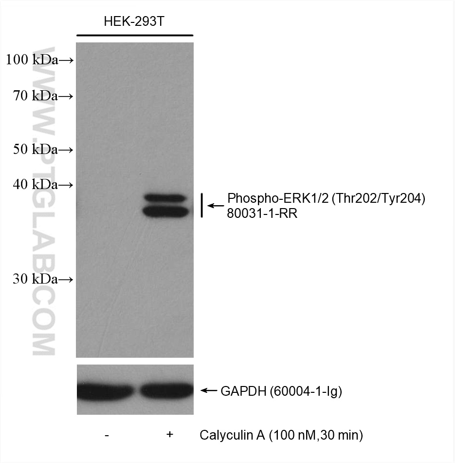 Non-treated HEK-293T and Calyculin A treated HEK-293T cells were subjected to SDS PAGE followed by western blot with 80031-1-RR (Phospho-ERK1/2 (Thr202/Tyr204) antibody) at dilution of 1:5000 incubated at room temperature for 1.5 hours.