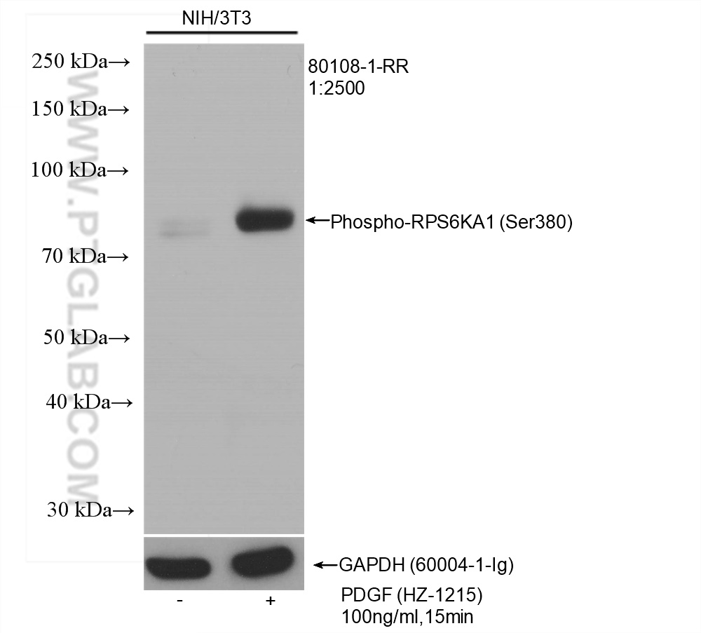 Non-treated NIH/3T3 and PDGF (HZ-1215) treated NIH/3T3 cells were subjected to SDS PAGE followed by western blot with 80108-1-RR (Phospho-RPS6KA1 (Ser380) antibody) at dilution of 1:2500 incubated at room temperature for 1.5 hours. The membrane was stripped and re-blotted with GAPDH antibody as loading control.