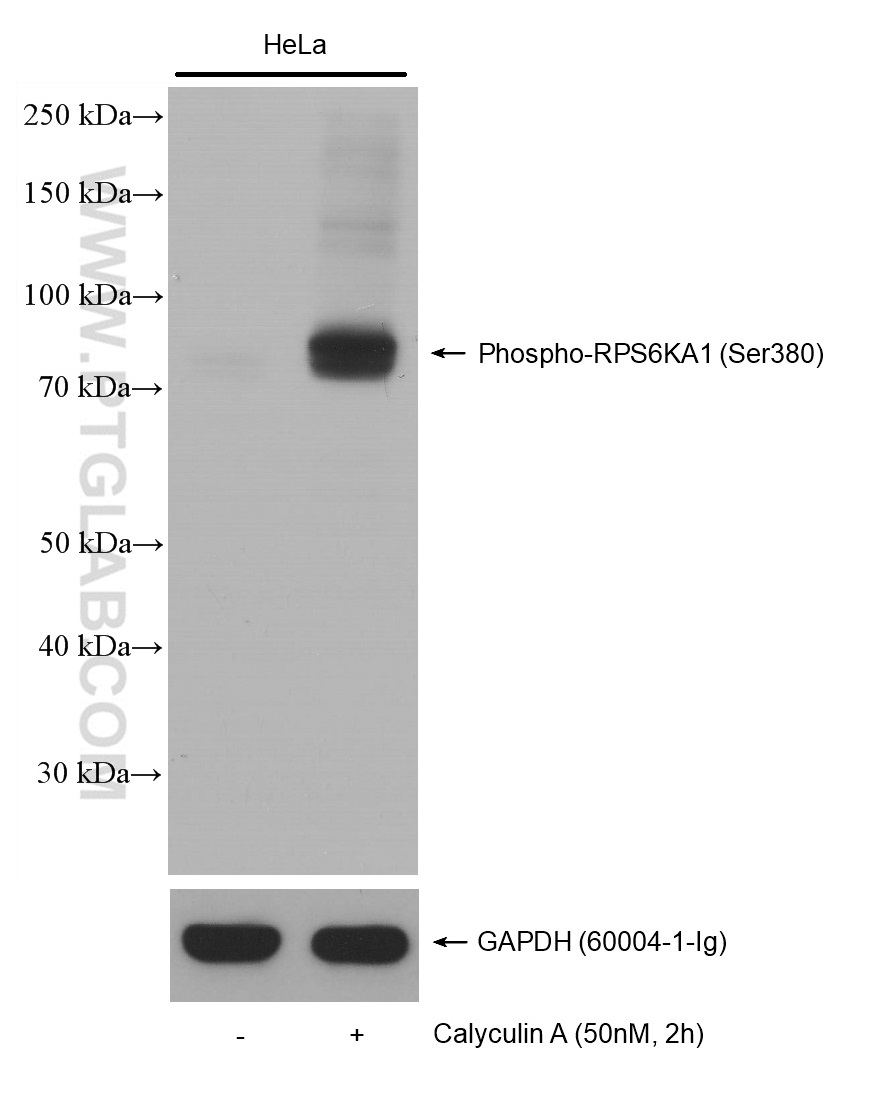 Non-treated HeLa cells and Calyculin A treated HeLa cells were subjected to SDS PAGE followed by western blot with 80108-1-RR (Phospho-RPS6KA1 (Ser380) antibody) at dilution of 1:2500 incubated at room temperature for 1.5 hours. The membrane was stripped and re-blotted with GAPDH antibody as loading control.