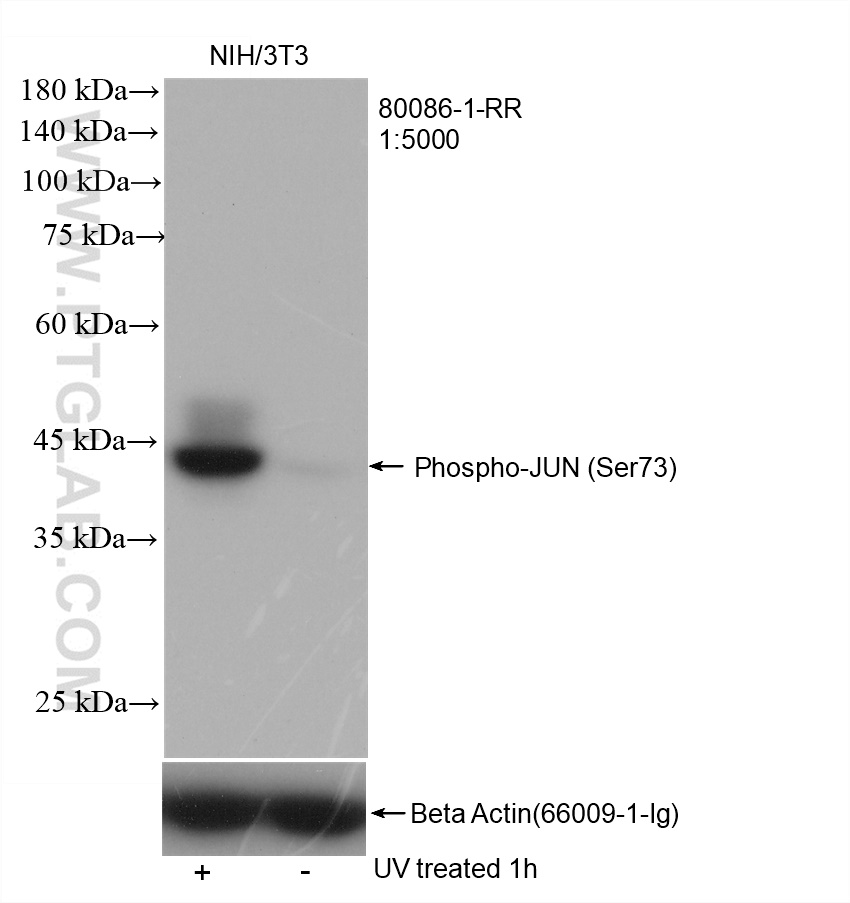 UV treated and non-treated NIH/3T3 cells were subjected to SDS PAGE followed by western blot with 80086-1-RR (Phospho-JUN (Ser73) antibody) at dilution of 1:5000 incubated at room temperature for 1.5 hours. The membrane was stripped and re-blotted with Beta Actin antibody (66009-1-Ig) as loading control.