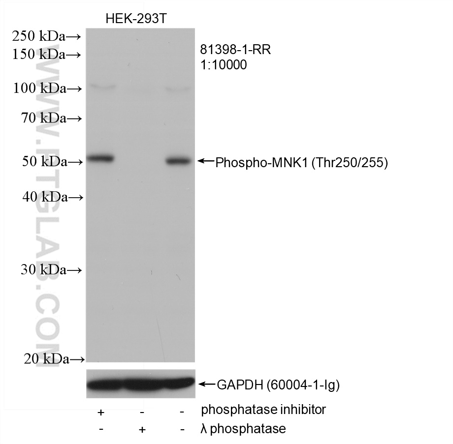 Non-treated HEK-293T cells, phosphatase inhibitor and λ phosphatase treated HEK-293T cells were subjected to SDS PAGE followed by western blot with 81398-1-RR (Phospho-MNK1 (Thr250/255) antibody) at dilution of 1:10000 incubated at room temperature for 1.5 hours. The membrane was stripped and re-blotted with GAPDH antibody as loading control.