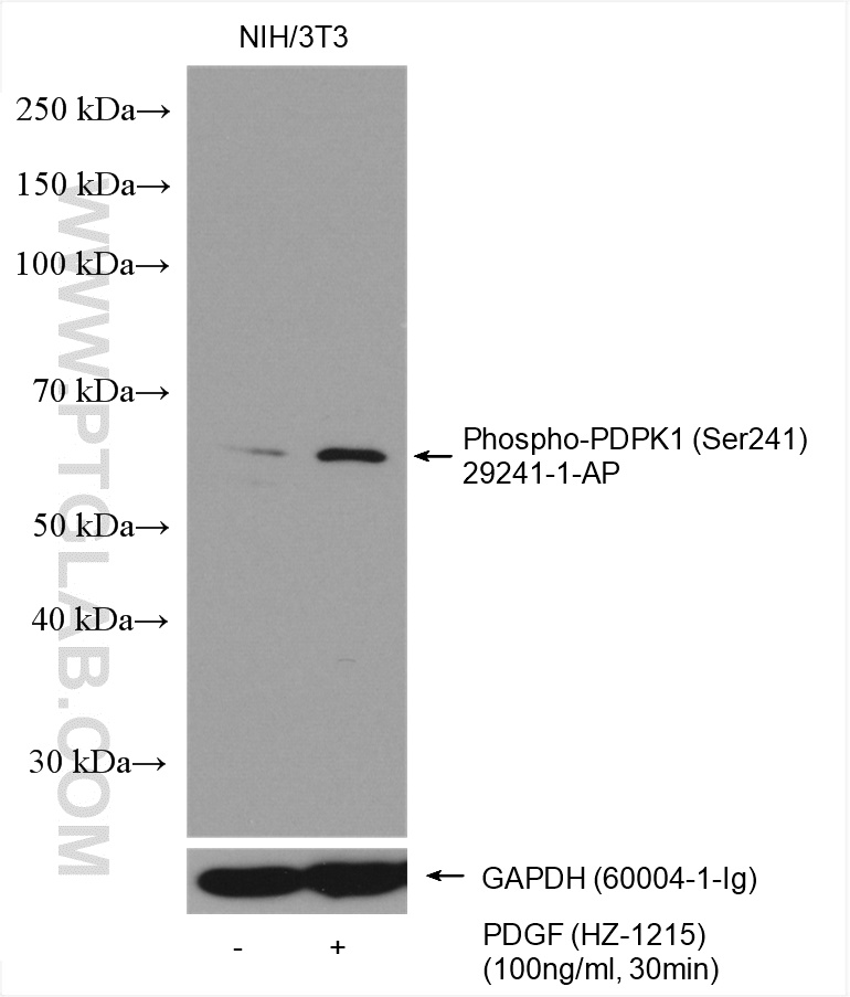Non-treated NIH/3T3 and PDGF (HZ-1215) treated NIH/3T3 cells were subjected to SDS PAGE followed by western blot with 29241-1-AP (Phospho-PDPK1 (Ser241) antibody) at dilution of 1:2000 incubated at 4℃ overnight. The membrane was stripped and re-blotted with GAPDH antibody as loading control.