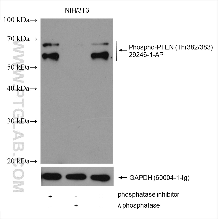 Non-treated NIH/3T3, phosphatase inhibitor treated and λ phosphatase treated NIH/3T3 cells were subjected to SDS PAGE followed by western blot with 29246-1-AP (Phospho-PTEN (Thr382/383) antibody) at dilution of 1:5000 incubated at room temperature for 1 hours. The membrane was stripped and re-blotted with GAPDH antibody as loading control.