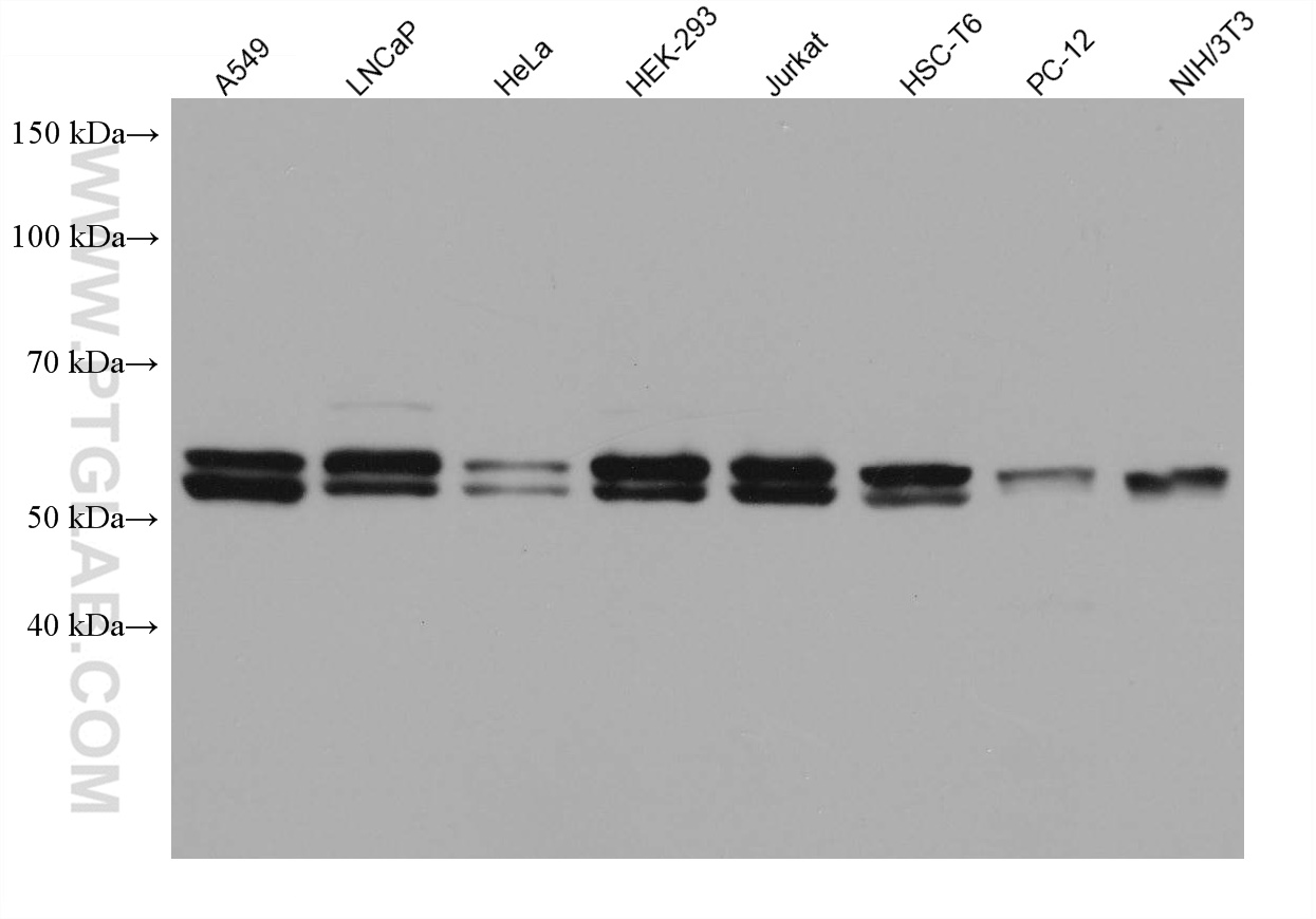 Various lysates were subjected to SDS PAGE followed by western blot with 60203-2-Ig (AKT antibody) at dilution of 1:10000 incubated at room temperature for 1.5 hours.