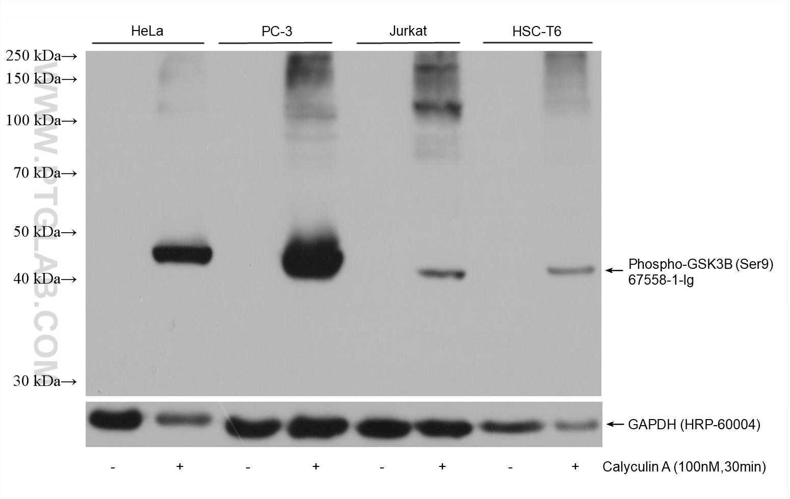 Non-treated and Calyculin A treated cell lysates were subjected to SDS PAGE followed by western blot with 67558-1-Ig (Phospho-GSK3B (Ser9) antibody) at dilution of 1:5000 incubated at room temperature for 1.5 hours. The membrane was stripped and reblotted with HRP-conjugated GAPDH Monoclonal antibody (HRP-60004) as loading control.