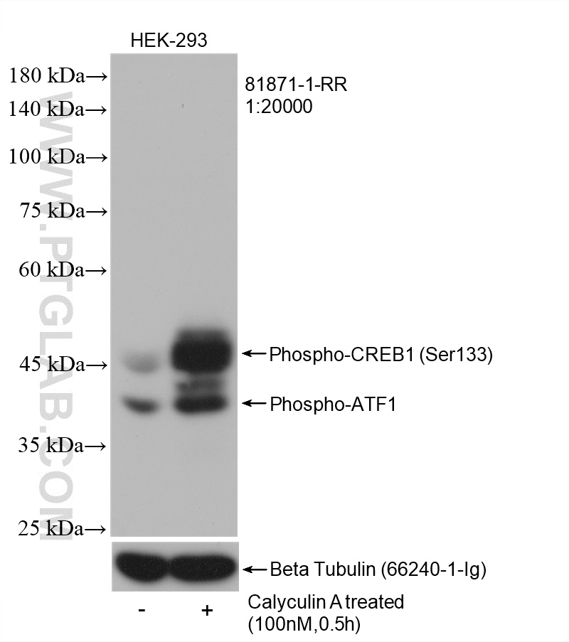 Non-treated and Calyculin A treated HEK-293 cells were subjected to SDS PAGE followed by western blot with 81871-1-RR (Phospho-CREB1 (Ser133) antibody) at dilution of 1:20000 incubated at room temperature for 1 hours. The membrane was stripped and re-blotted with Beta-tubulin antibody as loading control.