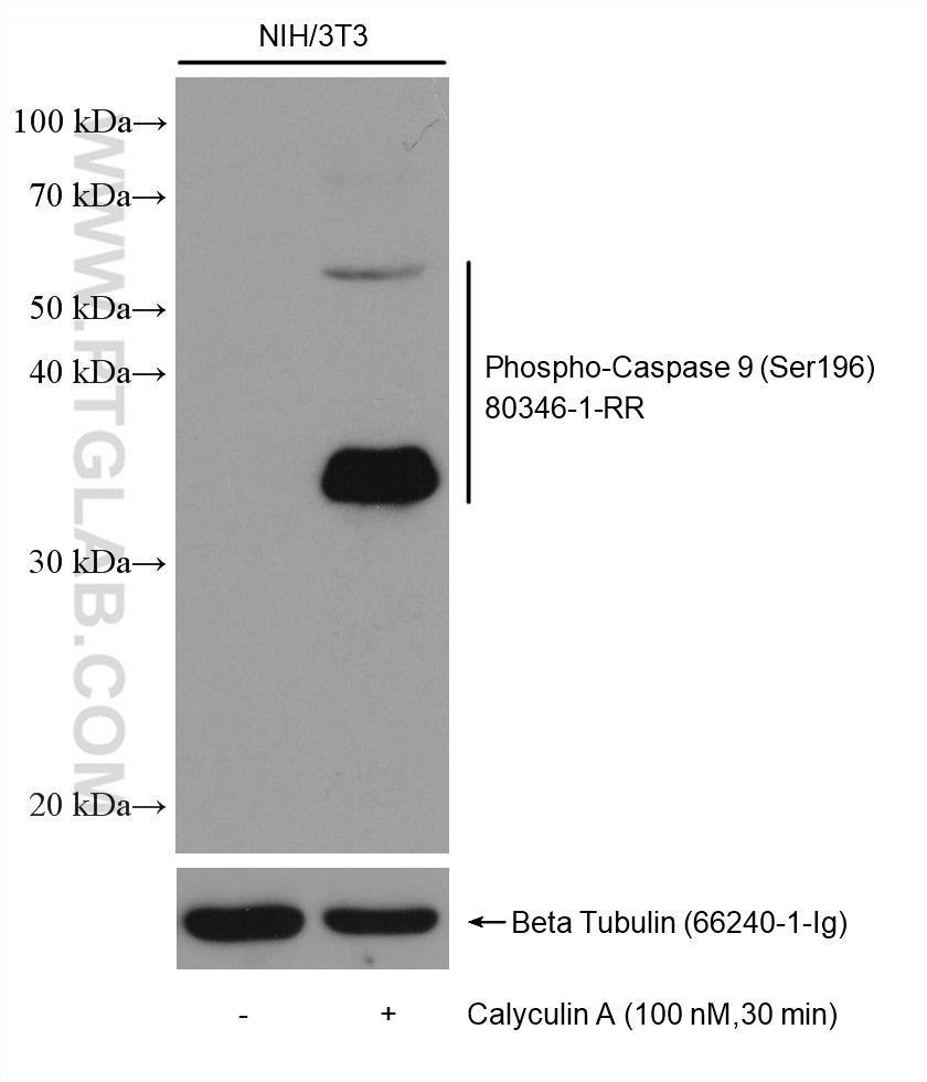 Non-treated NIH/3T3 and Calyculin A treated NIH/3T3 cells were subjected to SDS PAGE followed by western blot with 80346-1-RR (Phospho-Caspase 9 (Ser196) antibody) at dilution of 1:5000 incubated at room temperature for 1.5 hours. The membrane was stripped and re-blotted with Beta Tubulin antibody as loading control.