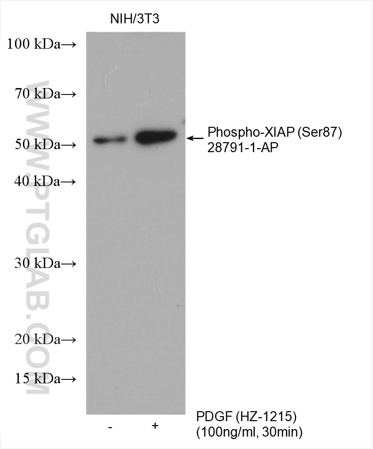 Non-treated NIH/3T3 and PDGF (HZ-1215) treated NIH/3T3 cells were subjected to SDS PAGE followed by western blot with 28791-1-AP (Phospho-XIAP (Ser87) antibody) at dilution of 1:3000 incubated at room temperature for 1.5 hours.