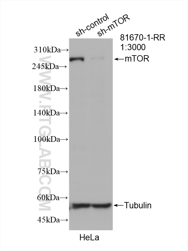 WB result of mTOR antibody (81670-1-RR; 1:3000; incubated at room temperature for 1.5 hours) with sh-Control and sh-mTOR transfected HeLa cells.