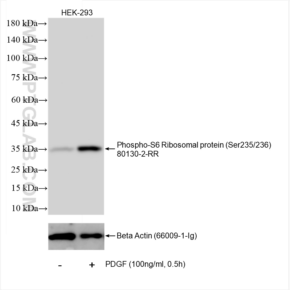 Non-treated and PDGF treated HEK-293 cells were subjected to SDS PAGE followed by western blot with 80130-2-RR (RPS6-phospho-S235/236 antibody) at dilution of 1:5000 incubated at room temperature for 1.5 hours. The membrane was stripped and re-blotted with Beta Actin (66009-1-Ig) antibody as a loading control.