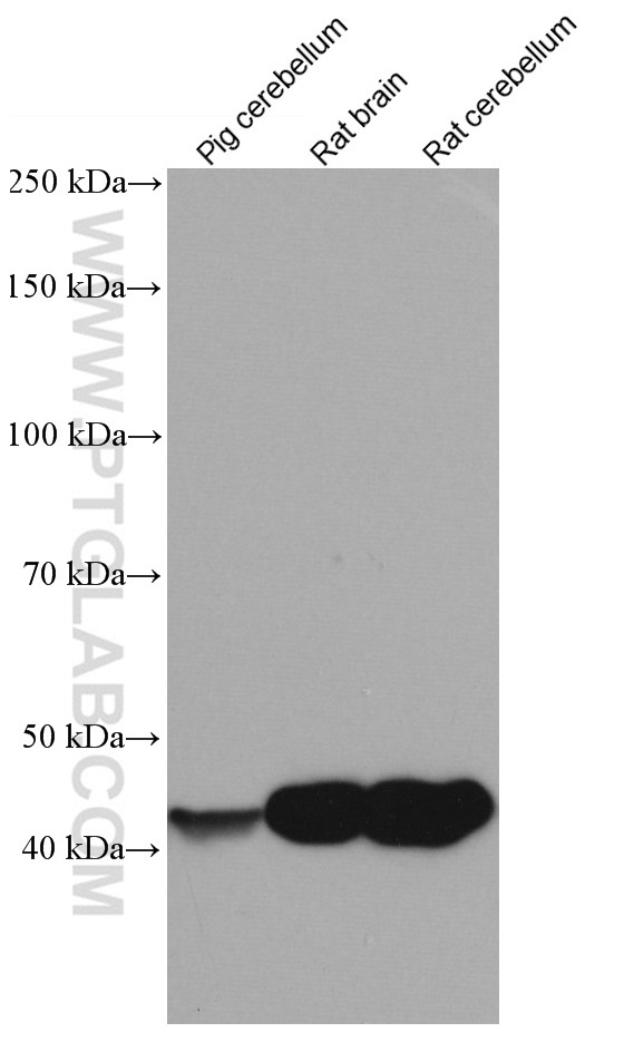 Various lysates were subjected to SDS PAGE followed by western blot with 66729-1-Ig (CNPase antibody) at dilution of 1:5000 incubated at room temperature for 1.5 hours.