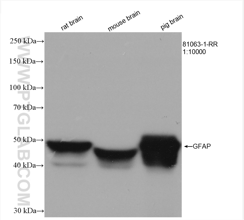 Various lysates were subjected to SDS PAGE followed by western blot with 81063-1-RR (GFAP antibody) at dilution of 1:10000 incubated at room temperature for 1.5 hours.