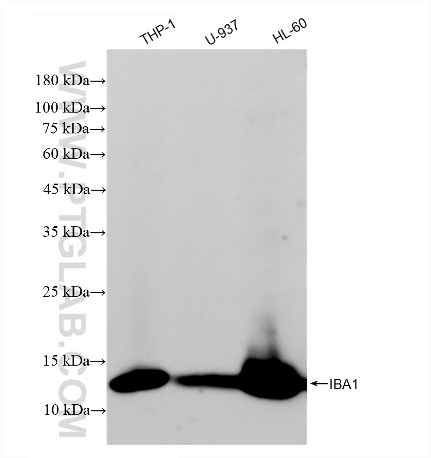 Various lysates were subjected to SDS PAGE followed by western blot with 81728-1-RR (IBA1 antibody) at dilution of 1:10000 incubated at room temperature for 1.5 hours.