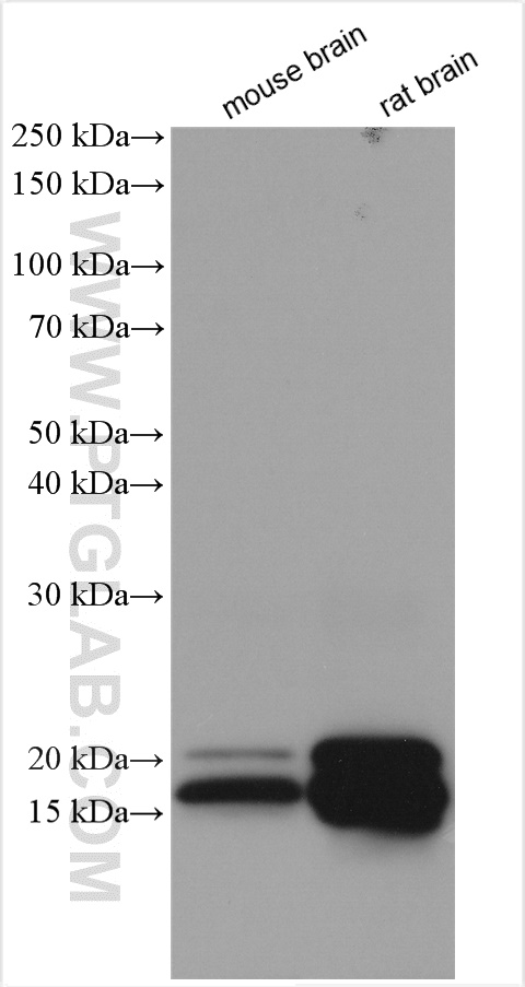 Various lysates were subjected to SDS PAGE followed by western blot with 10458-1-AP (Myelin basic protein antibody) at dilution of 1:8000 incubated at room temperature for 1.5 hours.