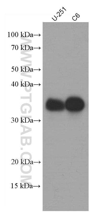 Various lysates were subjected to SDS PAGE followed by western blot with 66411-1-Ig (SOX2 antibody) at dilution of 1:2500 incubated at room temperature for 1.5 hours.