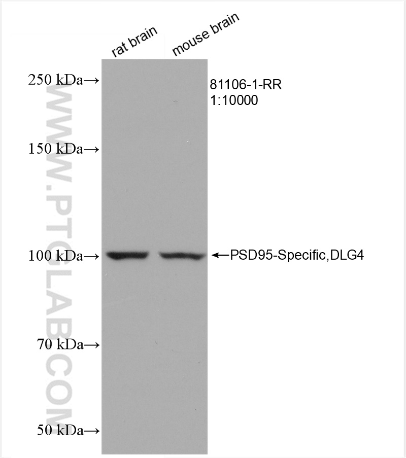 Various lysates were subjected to SDS PAGE followed by western blot with 81106-1-RR (PSD95-Specific,DLG4 antibody) at dilution of 1:10000 incubated at room temperature for 1.5 hours.