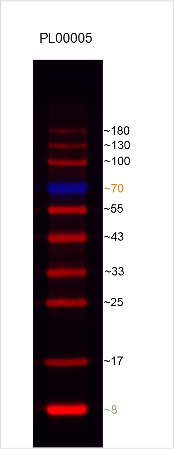 8%-18%的Tris-glycine胶上样2 uL的蛋白ladders，电泳后转PVDF膜，封闭结束后直接使用Bio-Rad的ChemiDoc MP Imaging System设备550 nm（70 kDa）和680 nm（除70 kDa以外）双通道拍摄。