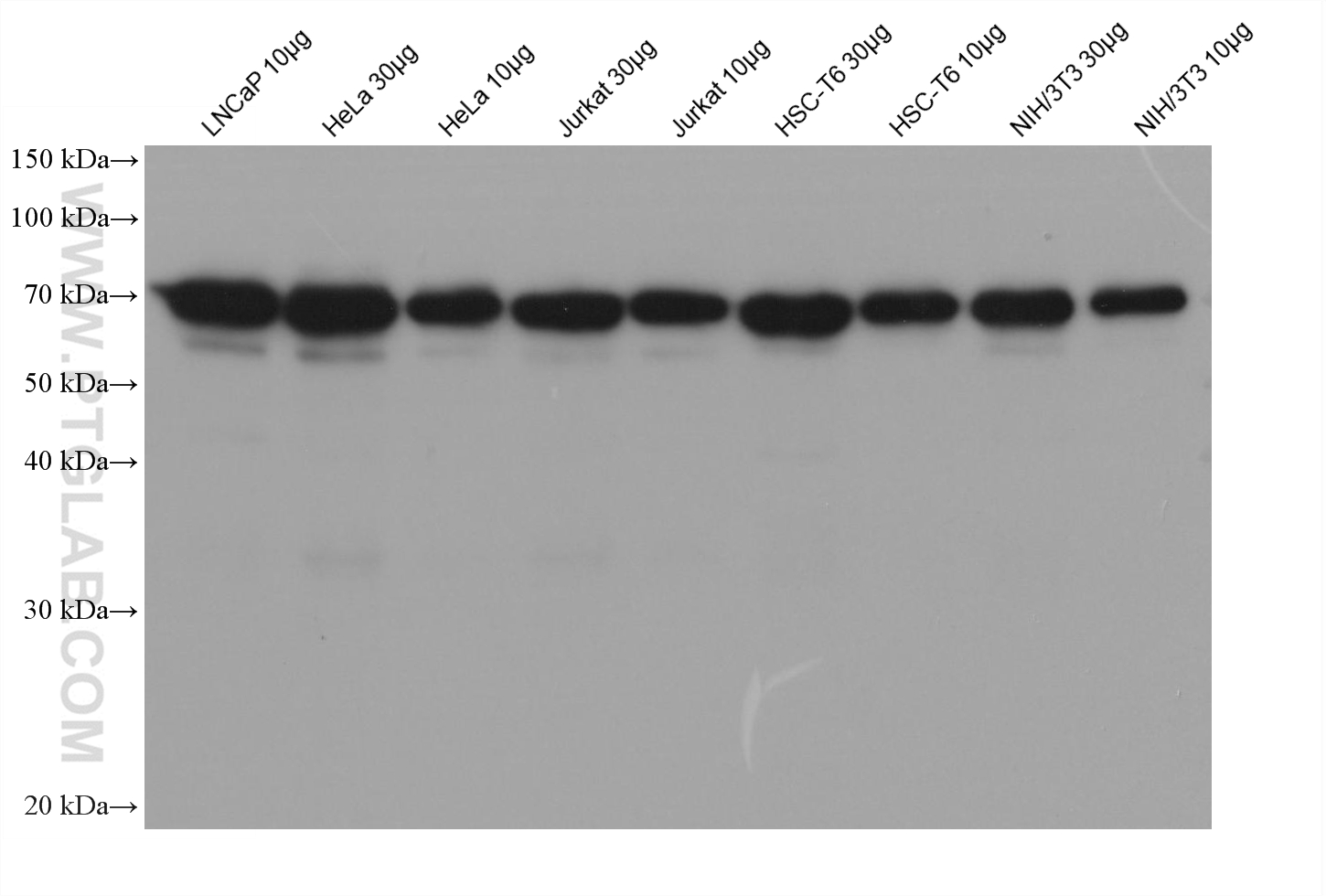 不同样本以不用上样量跑胶转膜，未封闭，一抗HRP-66095 (HRP标记的Lamin B1鼠单克隆抗体) 用PR20039以1 : 5000稀释，室温反应3分钟，未加二抗。