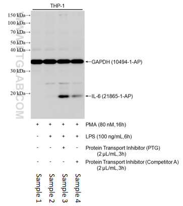 WB result of IL-6 antibody (21865-1-AP, 1:600) with loading-control GAPDH antibody (10494-1-AP, 1:200000) incubated at room temperature for 1.5 hours.
Sample 1: THP-1 cells were treated with 80 nM PMA overnight.
Sample 2: THP-1 cells were treated with 80 nM PMA overnight, replaced the culture medium with 100 ng/mL LPS for 6 hours.
Sample 3: THP-1 cells were treated with 80 nM PMA overnight, replaced the culture medium with 100 ng/mL LPS for 6 hours with addition of 2 uL/mL Protein Transport Inhibitor (PTG) for the last 3 hours.
Sample 4: THP-1 cells were treated with 80 nM PMA overnight, replaced the culture medium with 100 ng/mL LPS for 6 hours with addition of 2 uL/mL Protein Transport Inhibitor (Competitor A) for the last 3 hours. WB result of IL-6 antibody (21865-1-AP, 1:600) with loading-control GAPDH antibody (10494-1-AP, 1:200000) incubated at room temperature for 1.5 hours.
Sample 1: THP-1 cells were treated with 80 nM PMA overnight.
Sample 2: THP-1 cells were treated with 80 nM PMA overnight, replaced the culture medium with 100 ng/mL LPS for 6 hours.
Sample 3: THP-1 cells were treated with 80 nM PMA overnight, replaced the culture medium with 100 ng/mL LPS for 6 hours with addition of 2 uL/mL Protein Transport Inhibitor (PTG) for the last 3 hours.
Sample 4: THP-1 cells were treated with 80 nM PMA overnight, replaced the culture medium with 100 ng/mL LPS for 6 hours with addition of 2 uL/mL Protein Transport Inhibitor (Competitor A) for the last 3 hours.