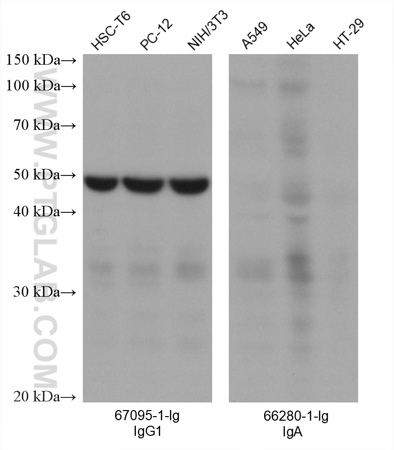 Various lysates were subjected to SDS-PAGE followed by western blot with EIF3E mouse monoclonal antibody (67095-1-Ig, mouse IgG1 subclass, left panel) and Gelsolin mouse monoclonal antibody (66280-1-Ig, mouse IgA class, right panel). Multi-rAb HRP-Goat Anti-Mouse IgG1-Specific Recombinant Secondary Antibody was used at 1:5000 for detection. The result shows that the secondary does not react with mouse IgA.