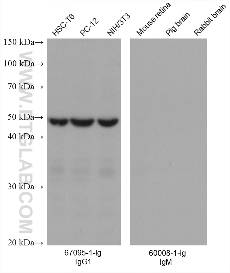 Various lysates were subjected to SDS-PAGE followed by western blot with EIF3E mouse monoclonal antibody (67095-1-Ig, left panel) and Beta-actin mouse monoclonal antibody (60008-1-Ig, right panel). Multi-rAb HRP-Goat Anti-Mouse IgG1-Specific Recombinant Secondary Antibody were used at 1:5000 for detection. The result shows that the secondary does not react with mouse IgM. 