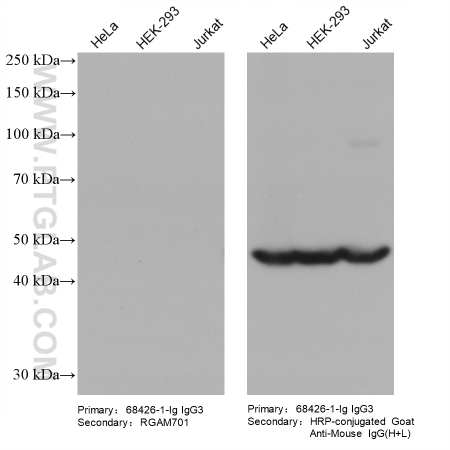 Various lysates were subjected to SDS-PAGE followed by western blot with ZNF174 mouse monoclonal antibody (68426-1-Ig, IgG3).  HRP-Goat Anti-Mouse IgM-Specific Recombinant Secondary Antibody (RGAM701) and Multi-rAb HRP-Goat Anti-Mouse IgG (H+L) Recombinant Secondary Antibody (RGAM001) were used at 1: 5000 for detection.  The result shows that RGAM701 does not react with mouse IgG3.